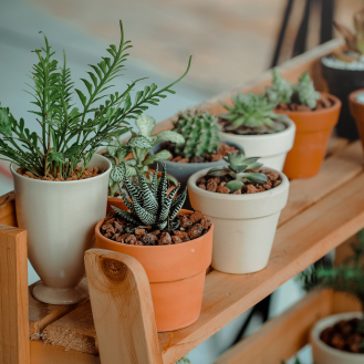 The Ultimate Guide to Propagating House Plants: Grow Your Green Family!