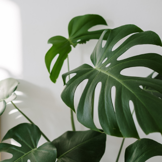Indoor Oasis: Transform Your Home into a Plant Paradise