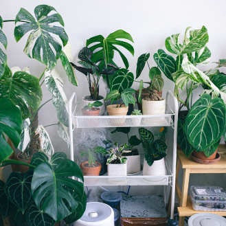 Surviving Winter with House Plants: Tips for Thriving Indoor Gardens