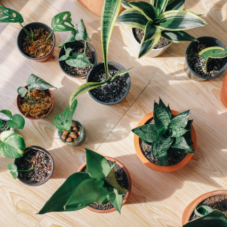 Succulent Care 101: Your Guide to Thriving Succulent Plants